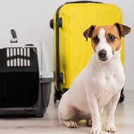 New EU pet travel rules come into effect