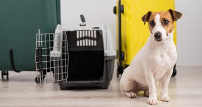New EU pet travel rules come into effect