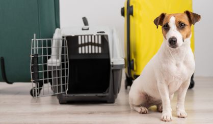 New EU pet travel rules come into effect