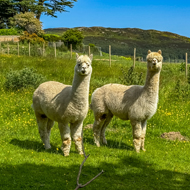 Study explores best practice for faecal sampling of grazers