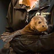 Zoo welcomes endangered giant otter triplets