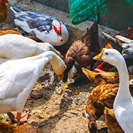 Chief vet urges vigilance as avian flu measures lift