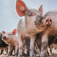 Study explores 2022 vesicular disease outbreak