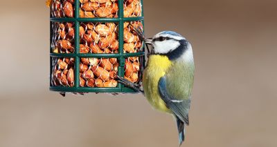 New bird-feeding guidelines set amid disease outbreak