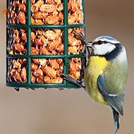 New bird-feeding guidelines set amid disease outbreak