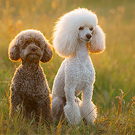 RVC studies offer insights on canine mitral valve repair