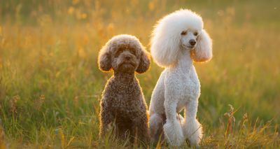 RVC studies offer insights on canine mitral valve repair