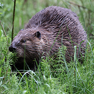 Beavers 'write history' into landscape