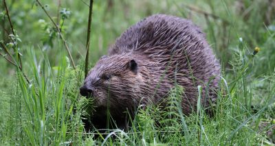 Beavers 'write history' into landscape