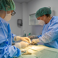 BVA shares guide to overseas vet recruitment rules