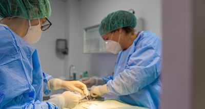 BVA shares guide to overseas vet recruitment rules