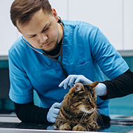 Study to develop 'intelligent' HCM stethoscope