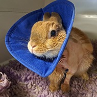Specialist vets save rabbit's shattered leg
