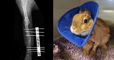 Specialist vets save rabbit's shattered leg