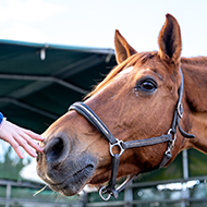 Vigilance urged after rise in equine influenza cases