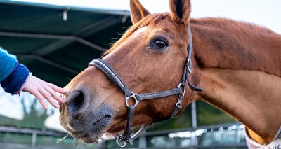 Vigilance urged after rise in equine influenza cases