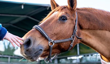 Vigilance urged after rise in equine influenza cases