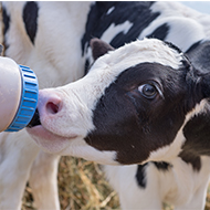 Well-fed calves more likely to play, study finds