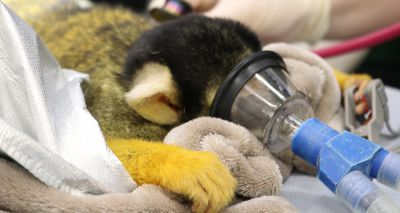 ZSL to showcase vet procedures to public