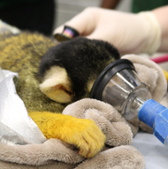 ZSL to showcase vet procedures to public