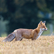 Wildlife could provide an early warning system for AMR