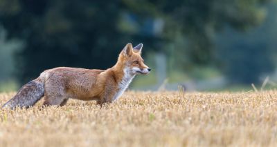 Wildlife could provide an early warning system for AMR