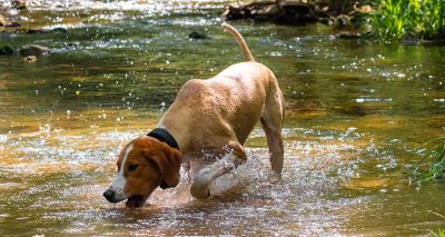 Consultation launched on flea and tick treatments