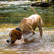 Consultation launched on flea and tick treatments