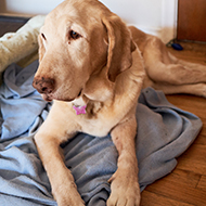 RVC study addresses human and animal mobility loss