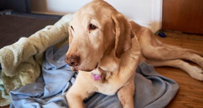 RVC study addresses human and animal mobility loss