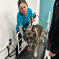 'Superhero' police dog saved thanks to specialist treatment