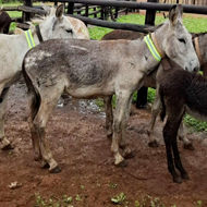 Fluorescent bands protect Zimbabwe donkeys