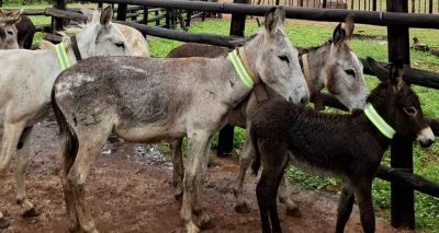 Fluorescent bands protect Zimbabwe donkeys