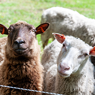 SCOPS launches Blowfly Emergence Forecast