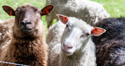 SCOPS launches Blowfly Emergence Forecast