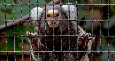 New primate regulations come into force