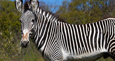 Rare Grevy's zebra bachelor arrives at Edinburgh Zoo