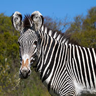 Rare grevy's zebra bachelor arrives at Edinburgh Zoo