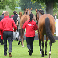 ECG test could highlight equine exercise arrhythmias