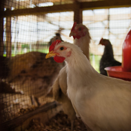 BVA calls for ban on cages for laying hens