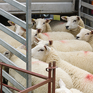 Livestock transport highlighted in welfare research