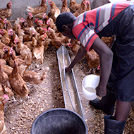 Study highlights circulation of antibiotic resistance in agriculture