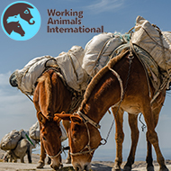SPANA rebrands as Working Animals International