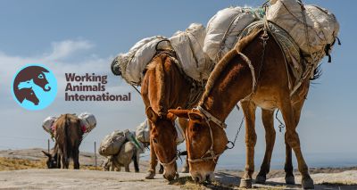 SPANA rebrands as Working Animals International