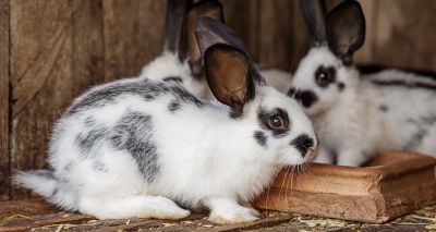 Rabbit Awareness Week marks 20th anniversary