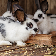 Rabbit Awareness Week marks 20th anniversary