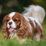 ELISA test validated for serotonin metabolite measuring