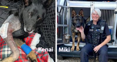 Charity launches appeal for retired police dogs' surgery