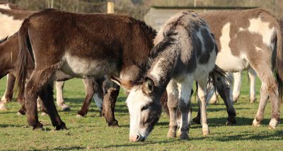 Charity highlights plight of working donkeys this Bank Holiday weekend