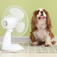 Vet warning ahead of Bank Holiday heatwave